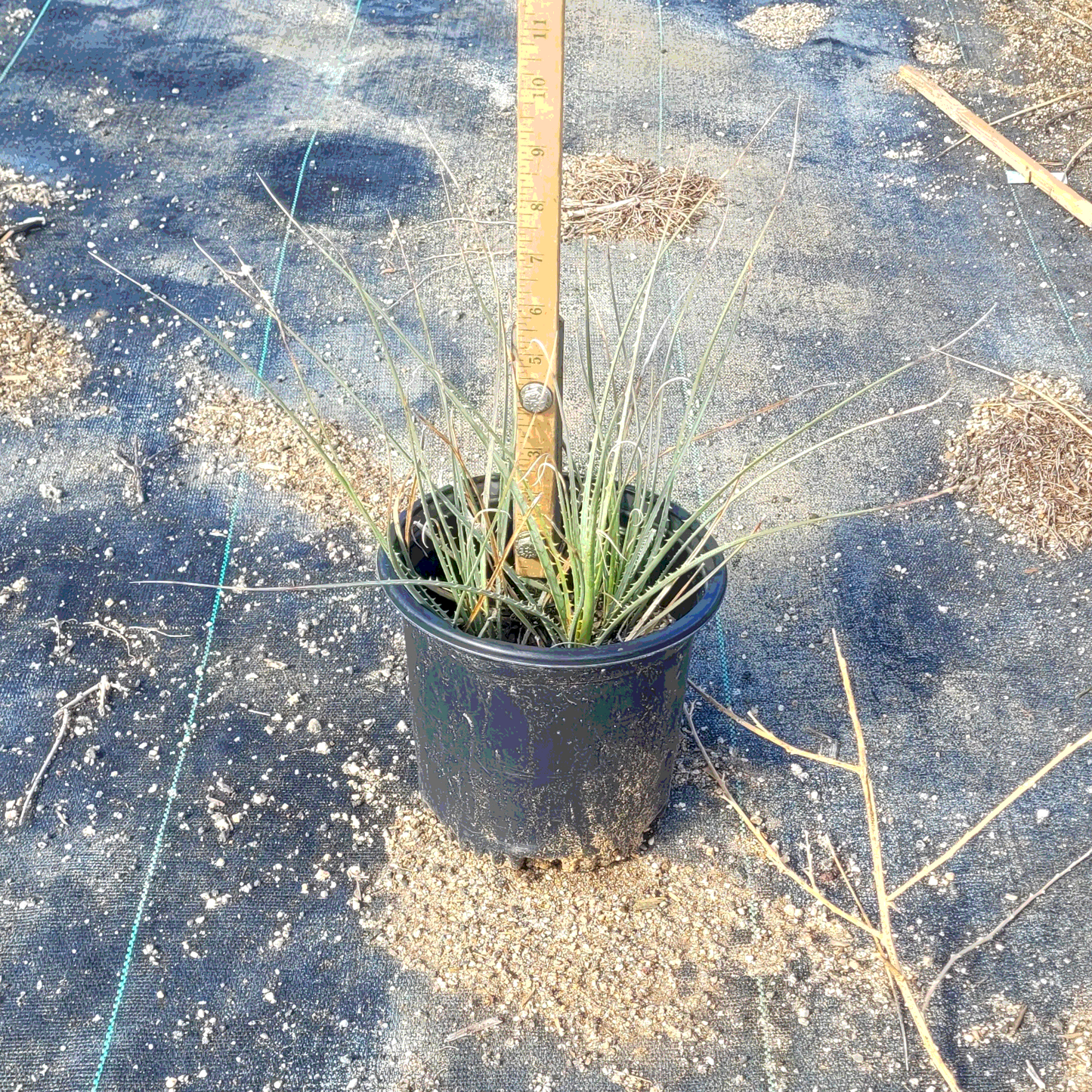 Desert Spoon - 1 Gallon - #26731