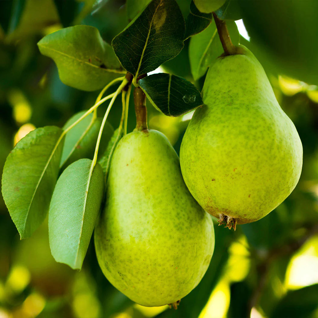 D'Anjou Pear - Grow Bag - #29646