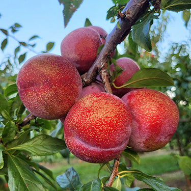 Pluot 'Dapple Dandy' - Grow Bag - #29663