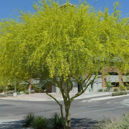 Palo Verde 'Desert Museum' - 15 Gallon - #7024