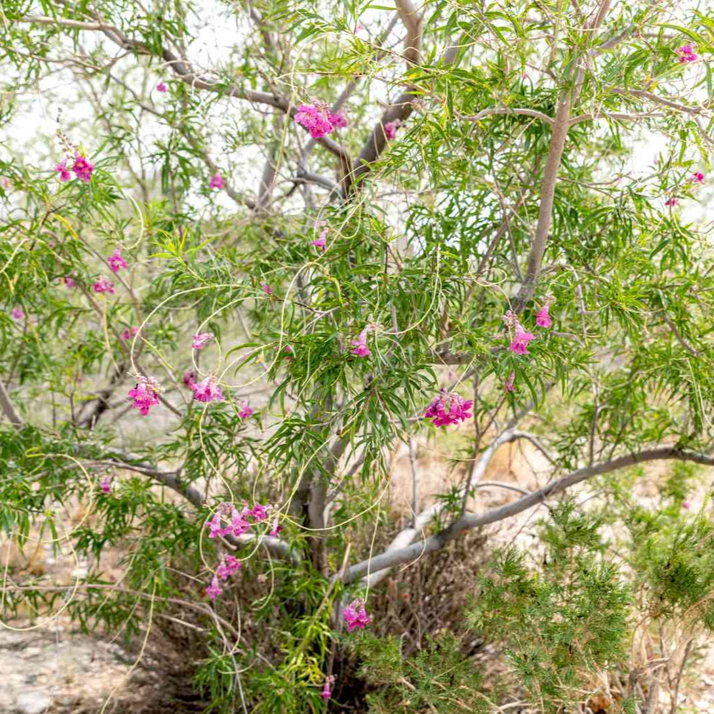 Bubba Desert Willow - 15 Gallon - #11613