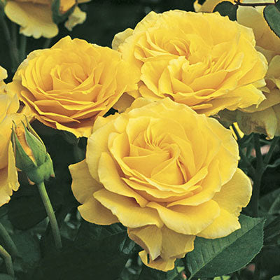 Rose Doris Day - Floribunda - TNP - #27806