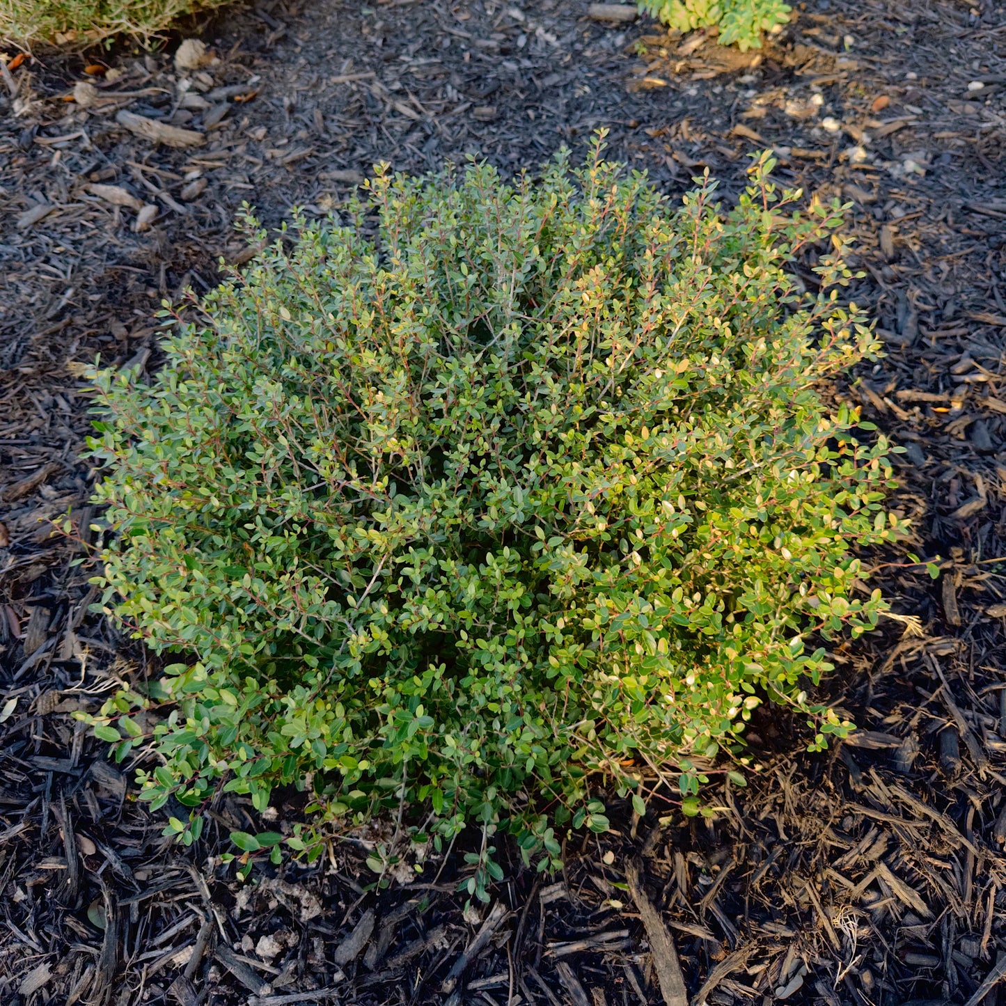 Holly 'Yaupon Stokes Dwarf' - 1 Gallon - #564