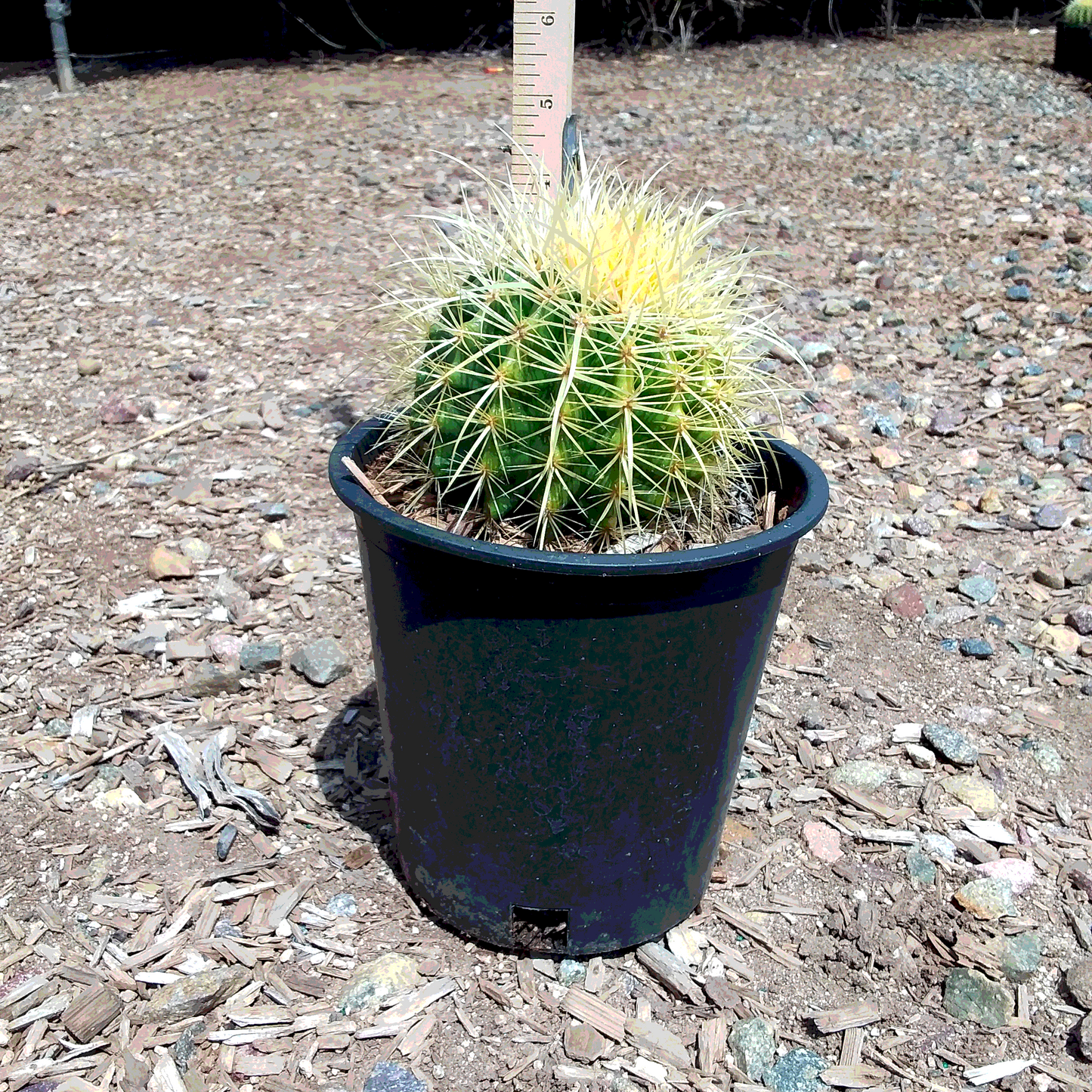 Golden Barrel Cactus - 1 Gallon - #1026