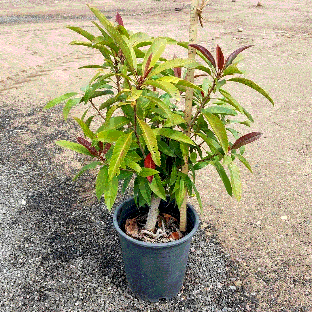 Bronze Loquat MLT - 5 Gallon - #17931