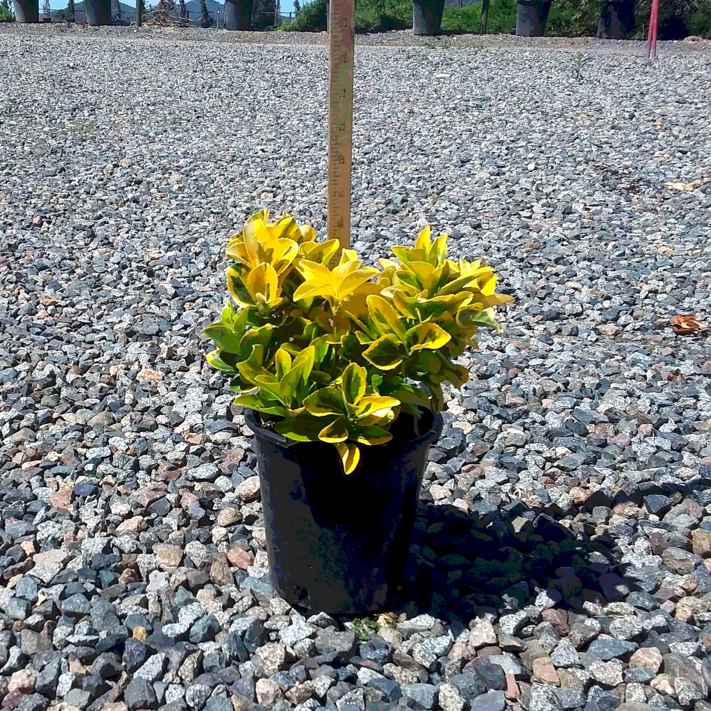 Arizona Golden Euonymus - 1 Gallon - #3594