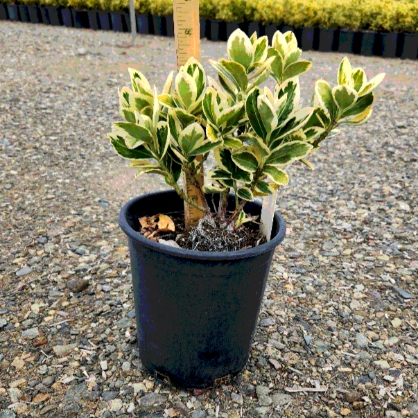 Silver King Euonymus - 1 Gallon - #391