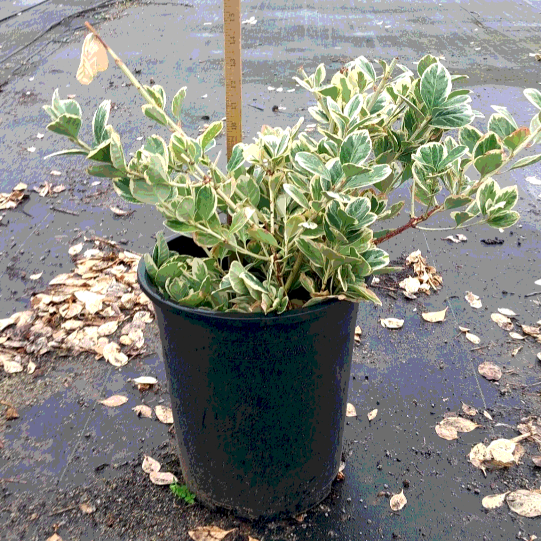 Euonymus 'Silver Queen' - 5 Gallon - #26208