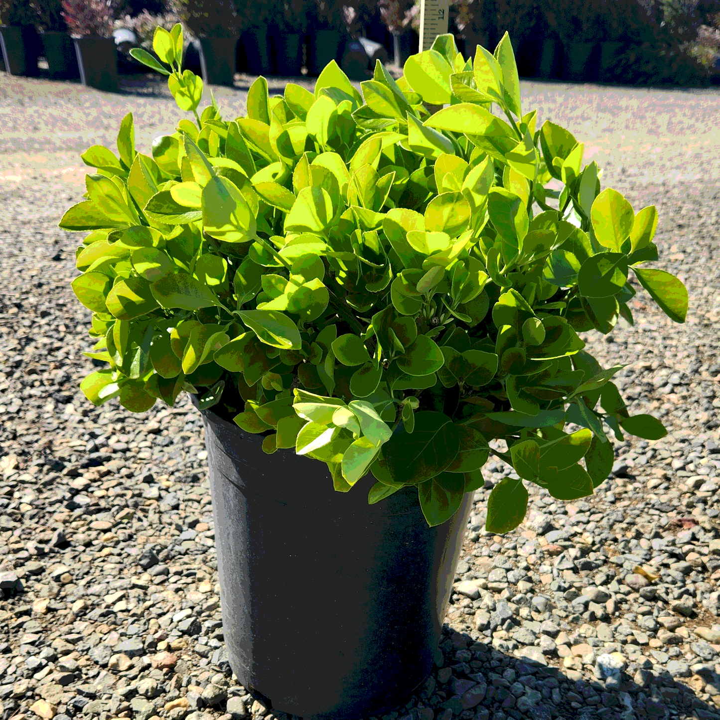 Manhattan Euonymus - 5 Gallon - #32868
