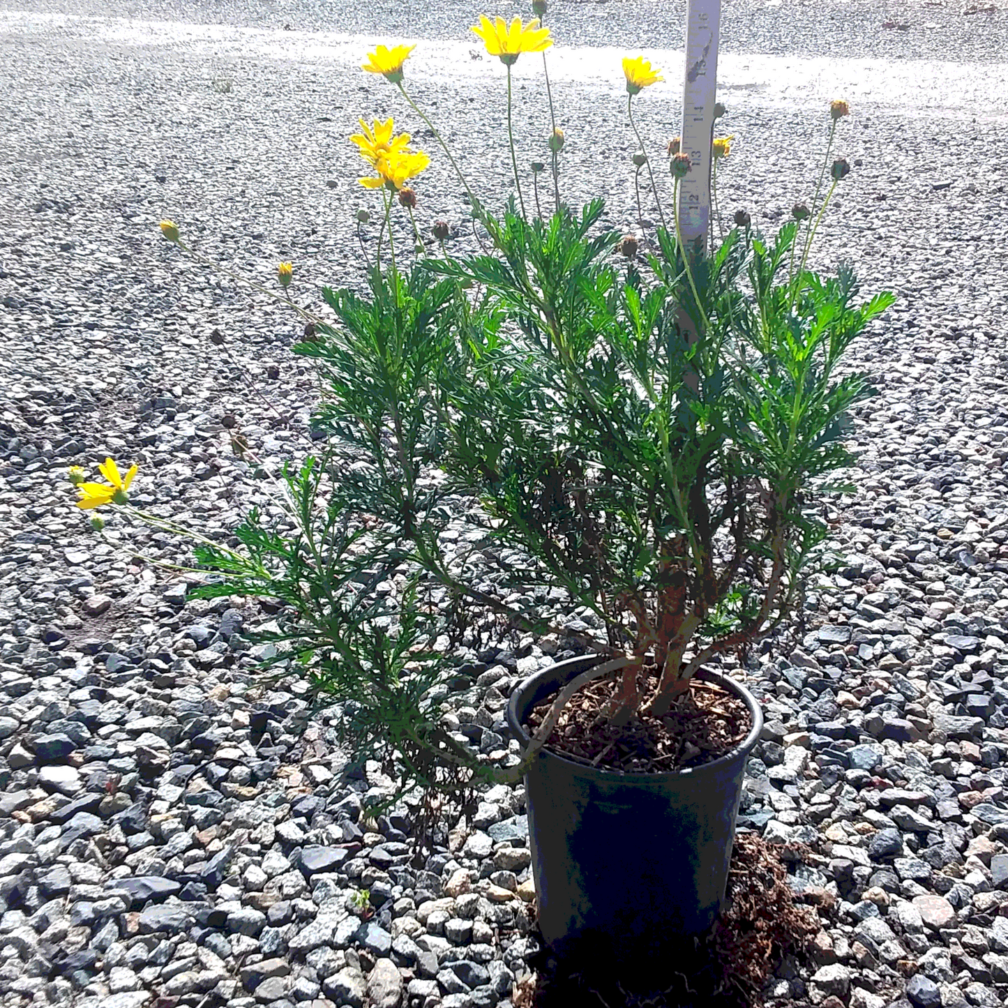 Daisy 'Green Golden' - 1 Gallon - #615