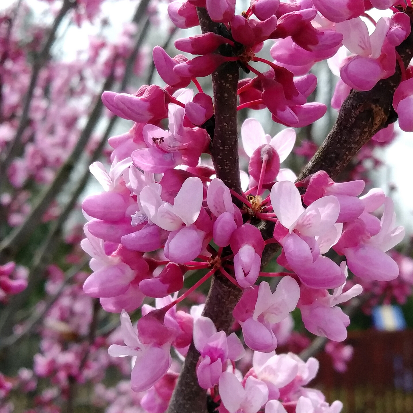 Eastern Redbud - 5 Gallon - #2797