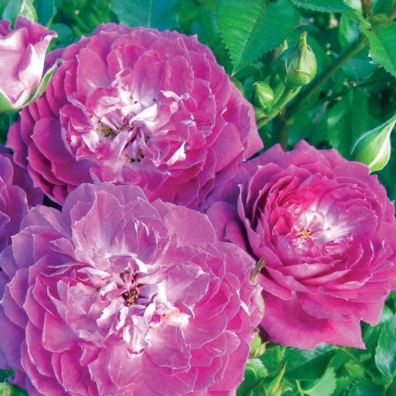 Rose Tree Easy Charmer - 18" - 5 Gallon - #32578