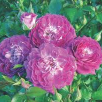 Rose Easy Charmer - Mini / Patio - TNP - #32632