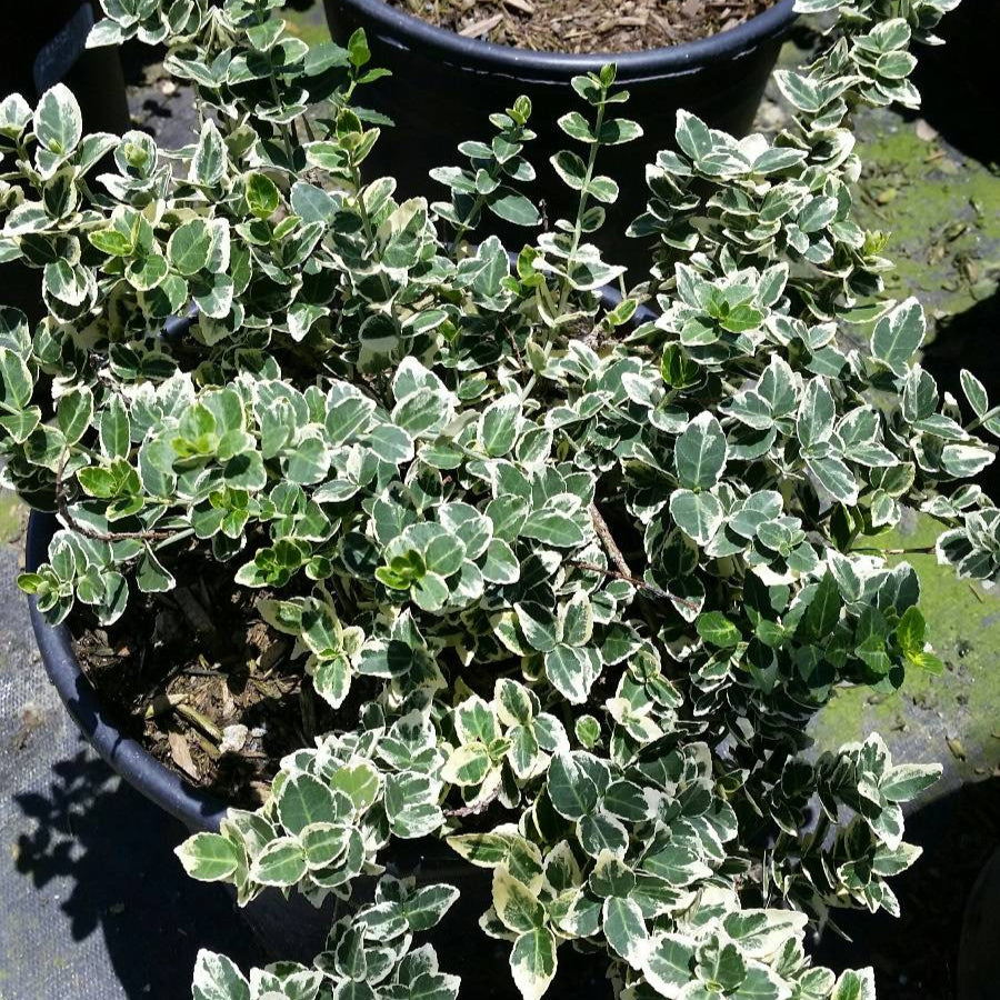 Euonymus 'Emerald Wintercreeper' - 1 Gallon - #32277