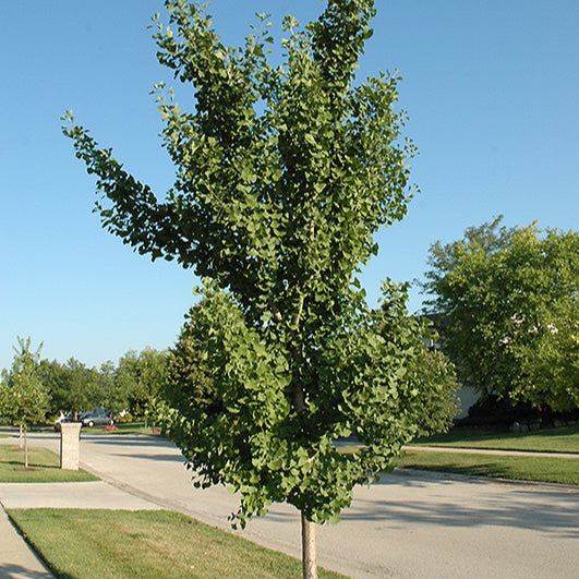 Ginkgo 'Fairmont' - 5 Gallon - #30229