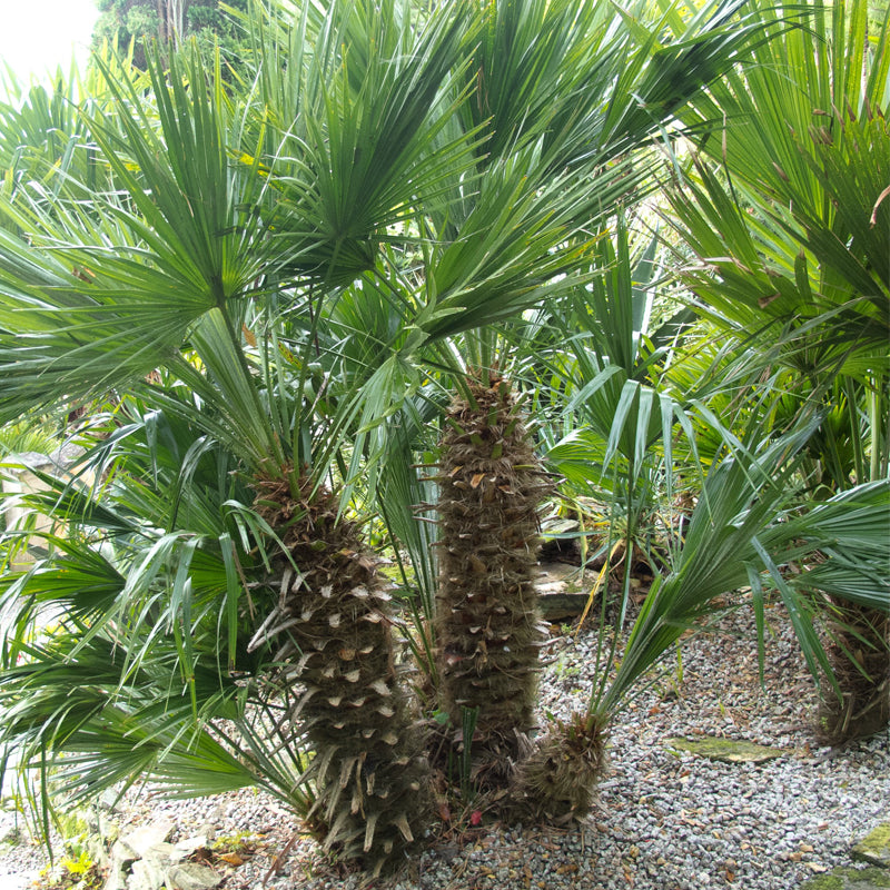Mediterranean Fan Palm - 15 Gallon - #297