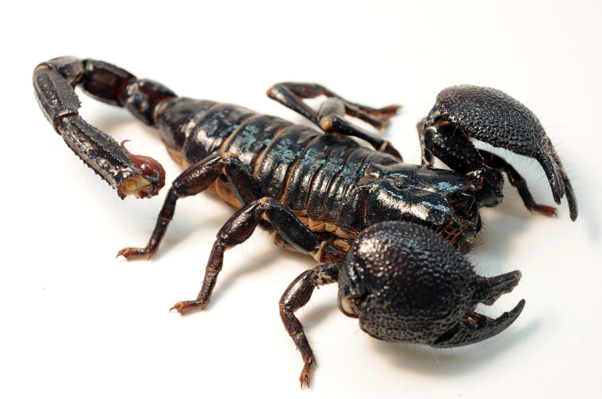 Emperor Scorpion - #27155