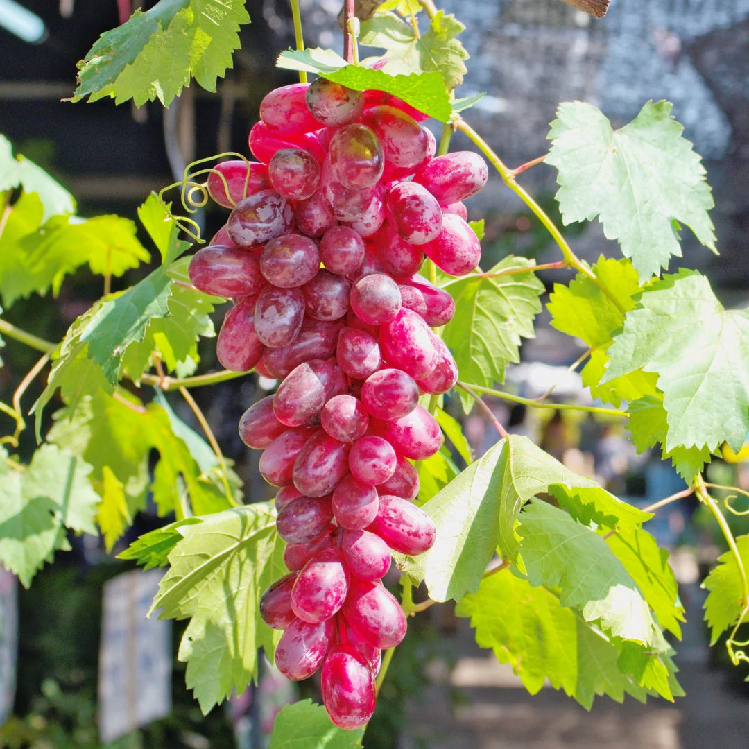Grape 'Flame Seedless' - 5 Gallon - #29749