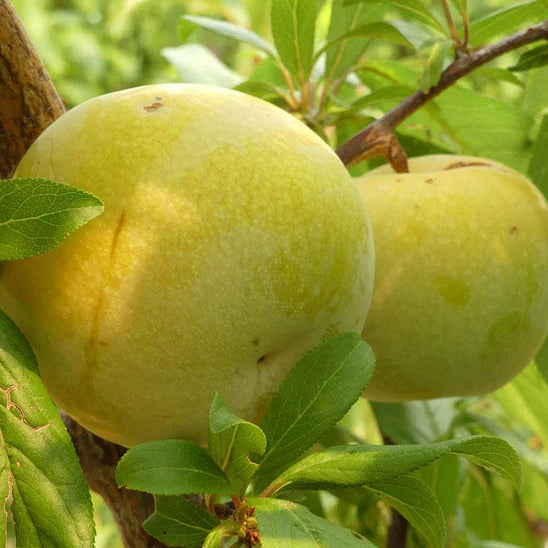 Flavor Queen Pluot - 5 Gallon - #30345