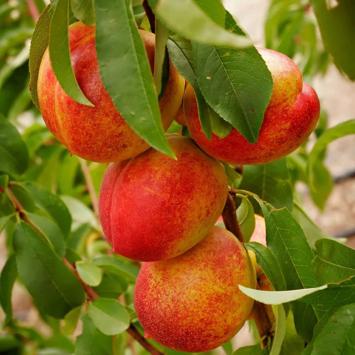 Nectarine Flavortop 2022 Grow Bag - #28632