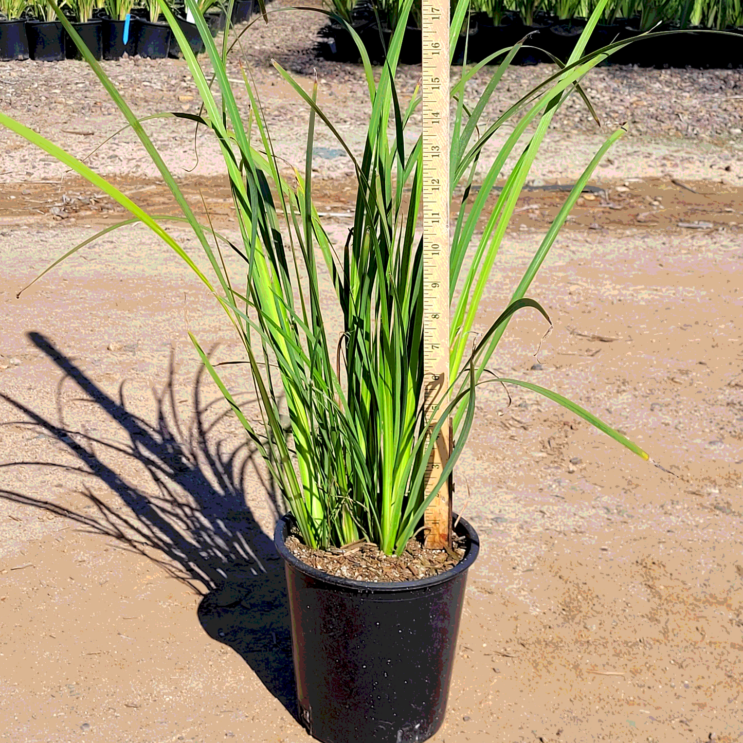Fortnight Lily Yellow - 1 Gallon - #547