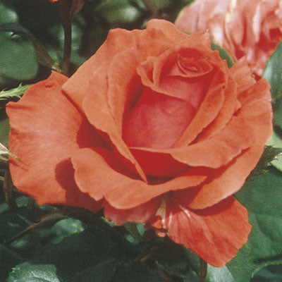 Rose Fragrant Cloud - Hybrid Tea - TNP - #29767