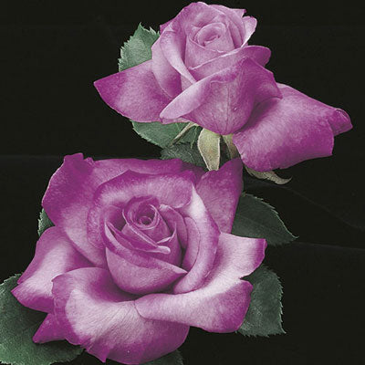 Rose Fragrant Plum - Grandiflora - TNP - #27448