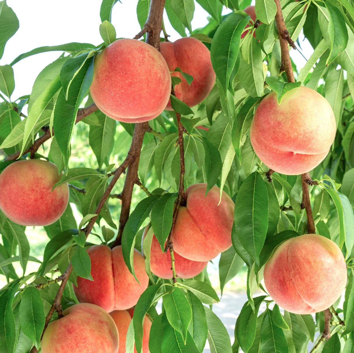 Frost Peach - Grow Bag - #