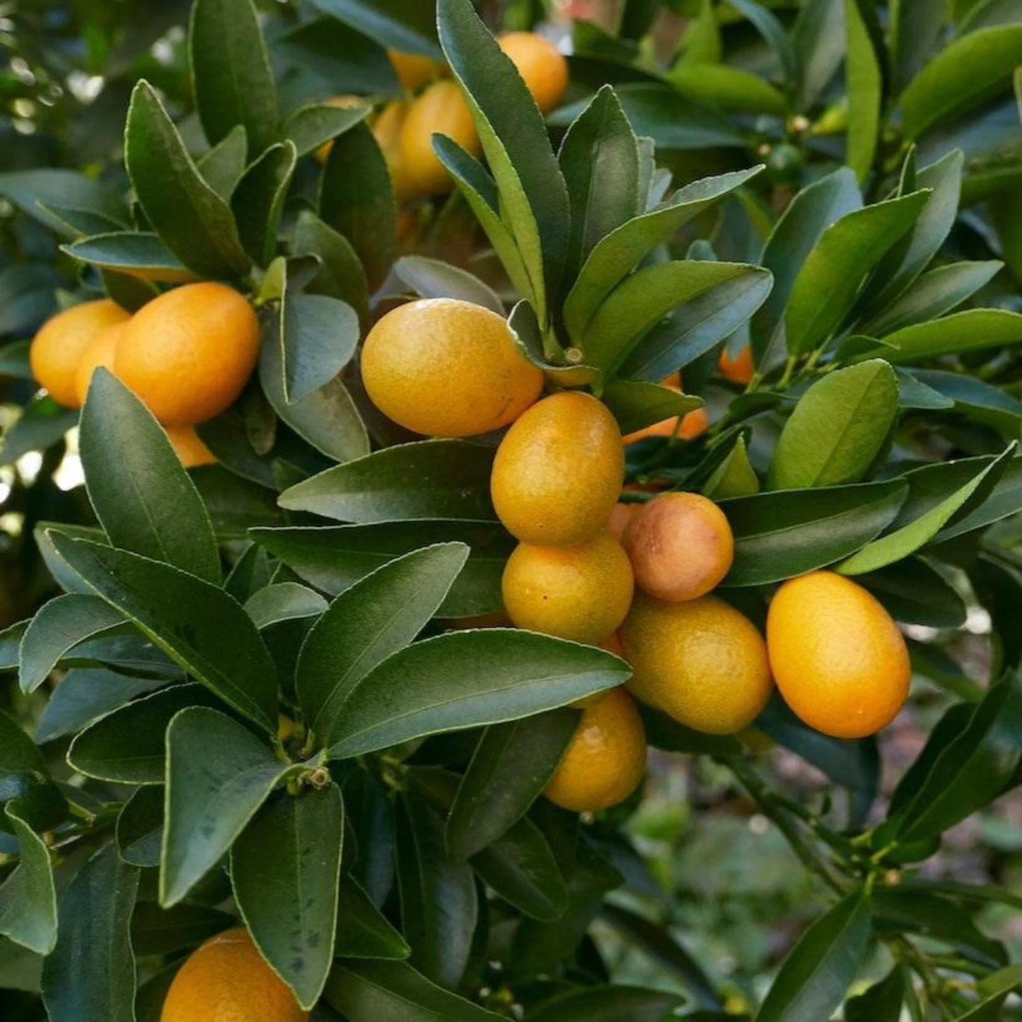 Fukushu Kumquat - 15 Gallon - #13994