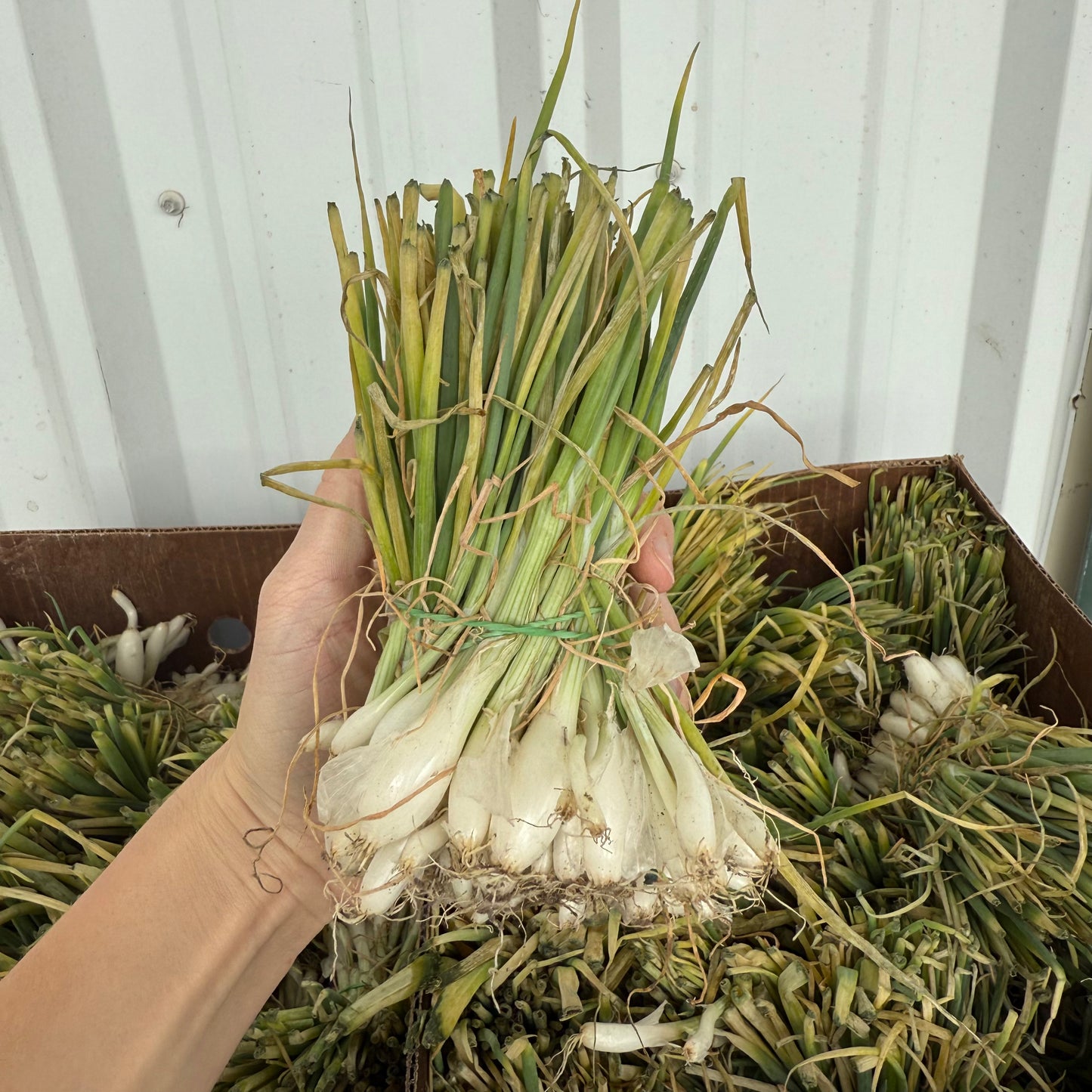Texas Early White Onion Bunch - #15334