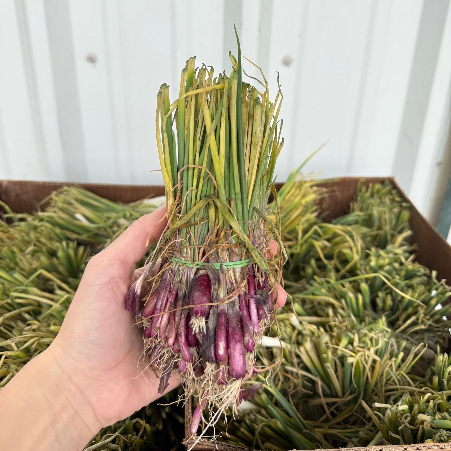 Red Candy Apple Onion Bunch - Dixondale Farms - #7582