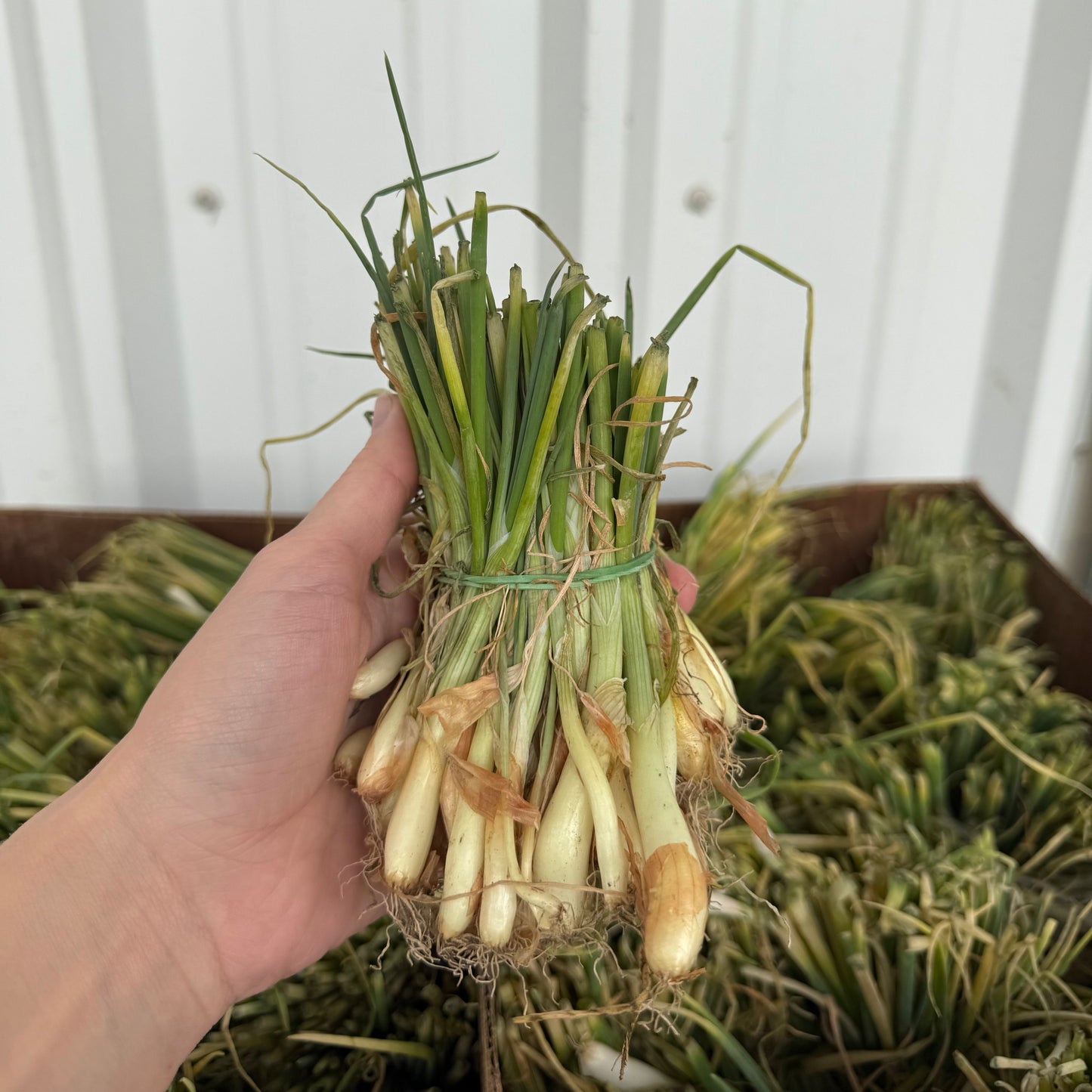 Texas Supersweet Onion Bunch - #4456