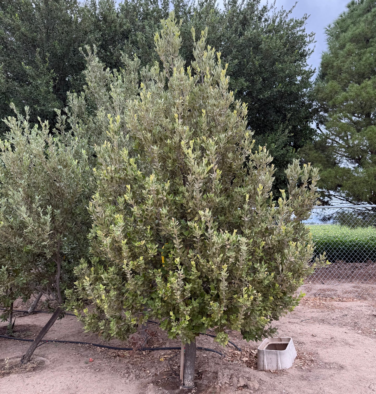 Oak 'Gambel' - Grow Bag - #30054