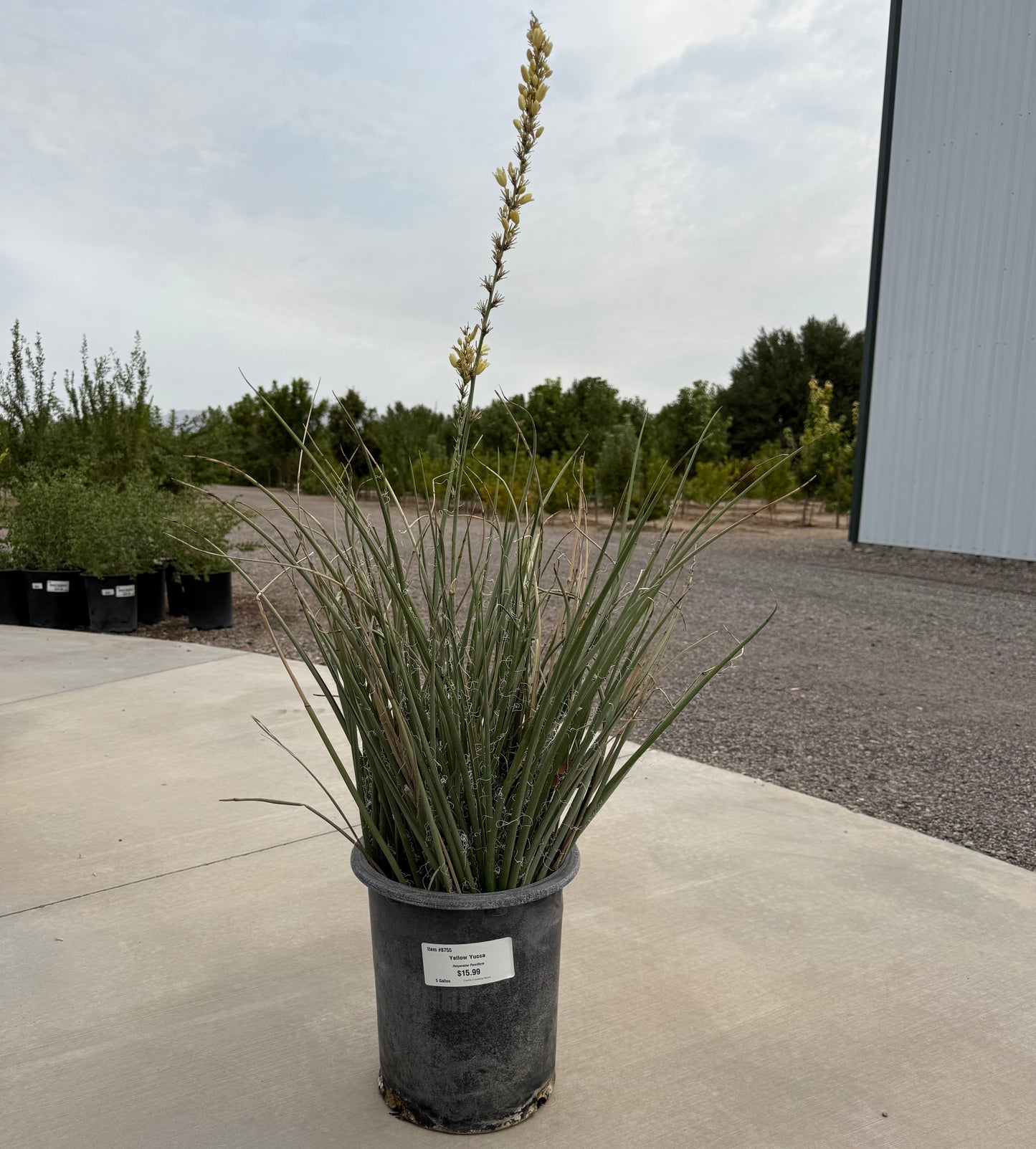 Yucca 'Yellow' - 5 Gallon - #8755