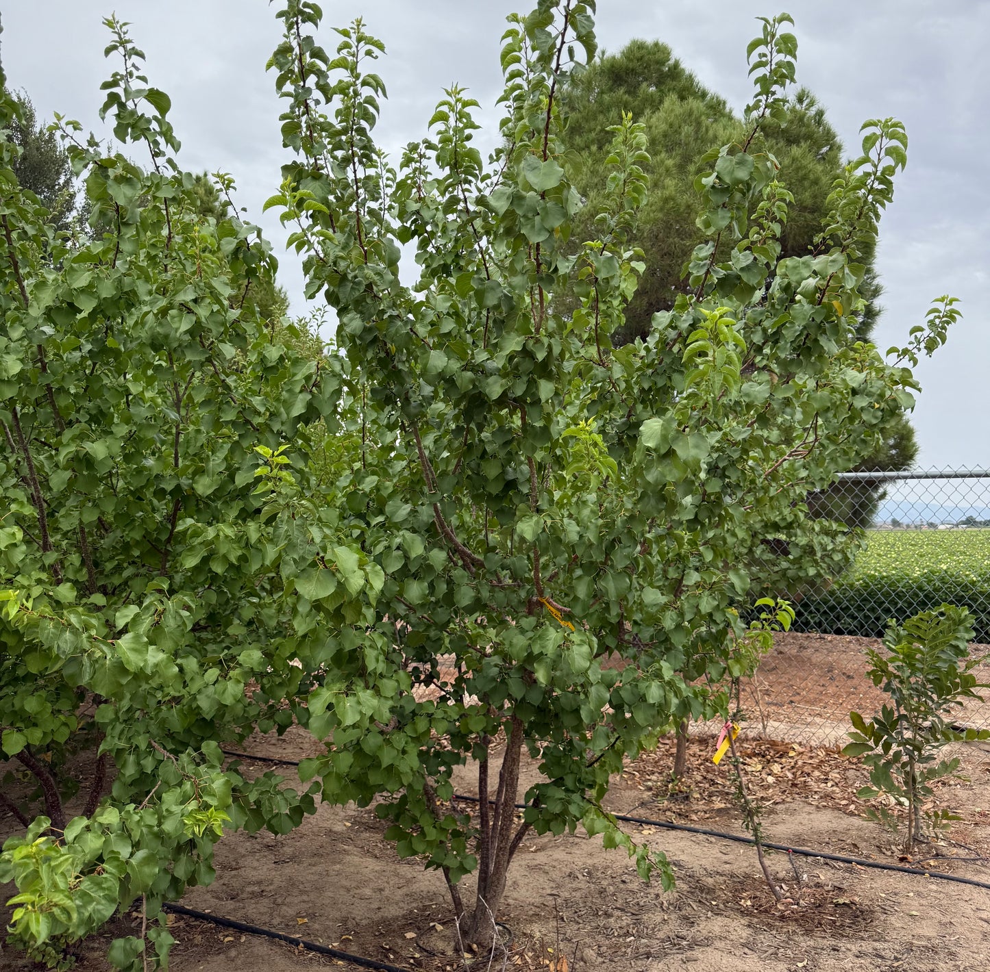 Apricot 'Katy' - Grow Bag - #29714