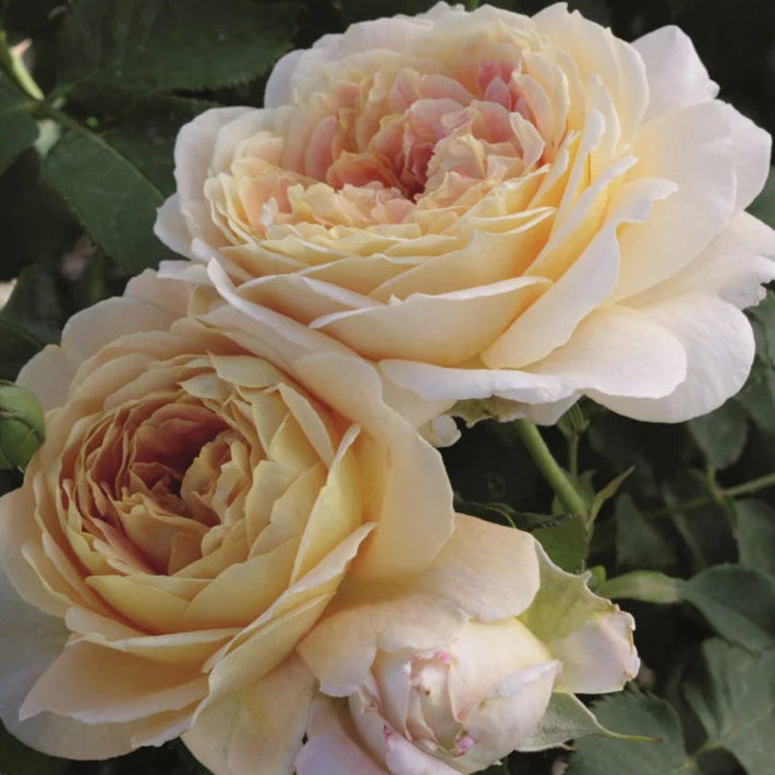 Rose Tree Fun in the Sun - 36" - 15 Gallon - #32594