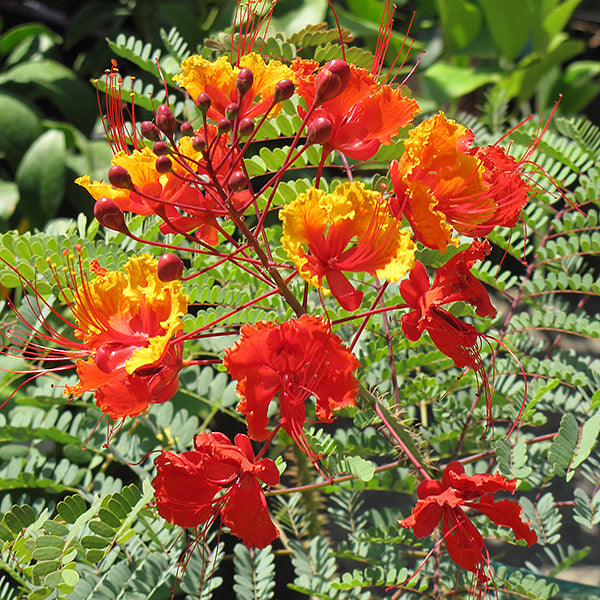 Bird of Paradise 'Mexican' - 5 Gallon - #530