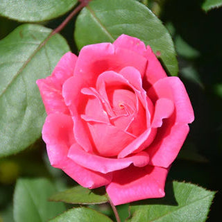 Rose Double Knock Out 'Pink' - 2 Gallon - #32113