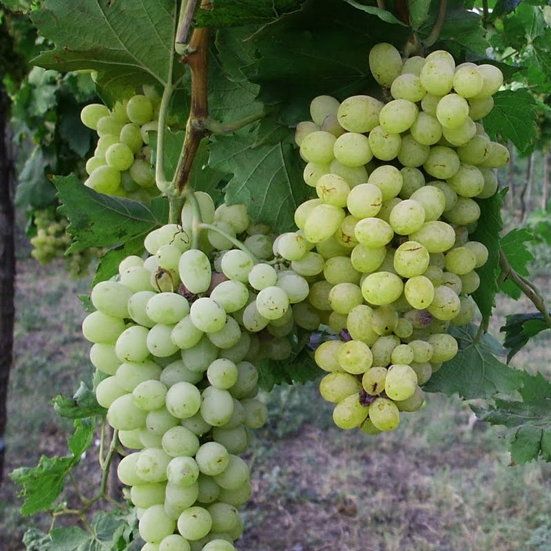 Grape 'Thompson' - 5 Gallon - #29751