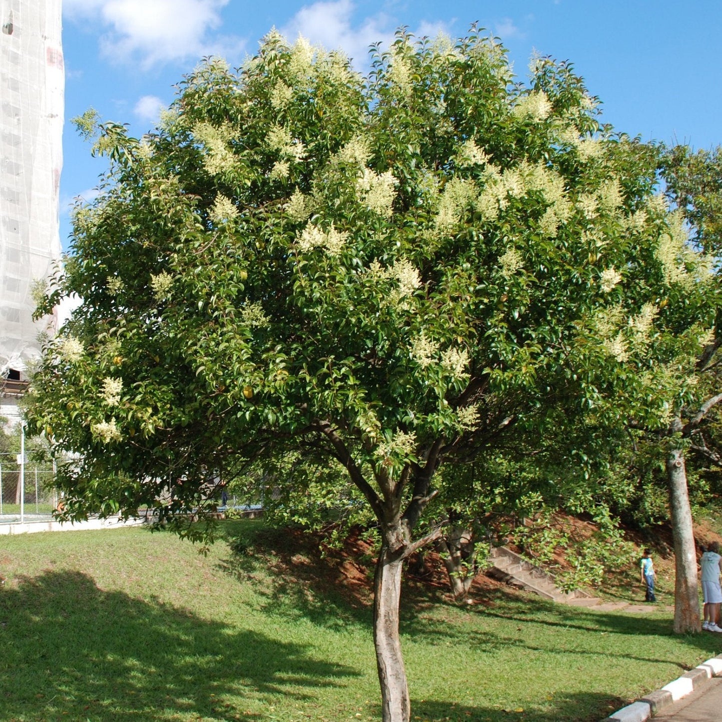 Privet Lucidum Glossy - Grow Bag - #24904