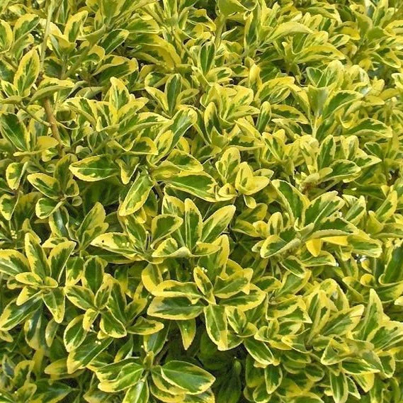 Golden Variegated Euonymus - 5 Gallon - #3461