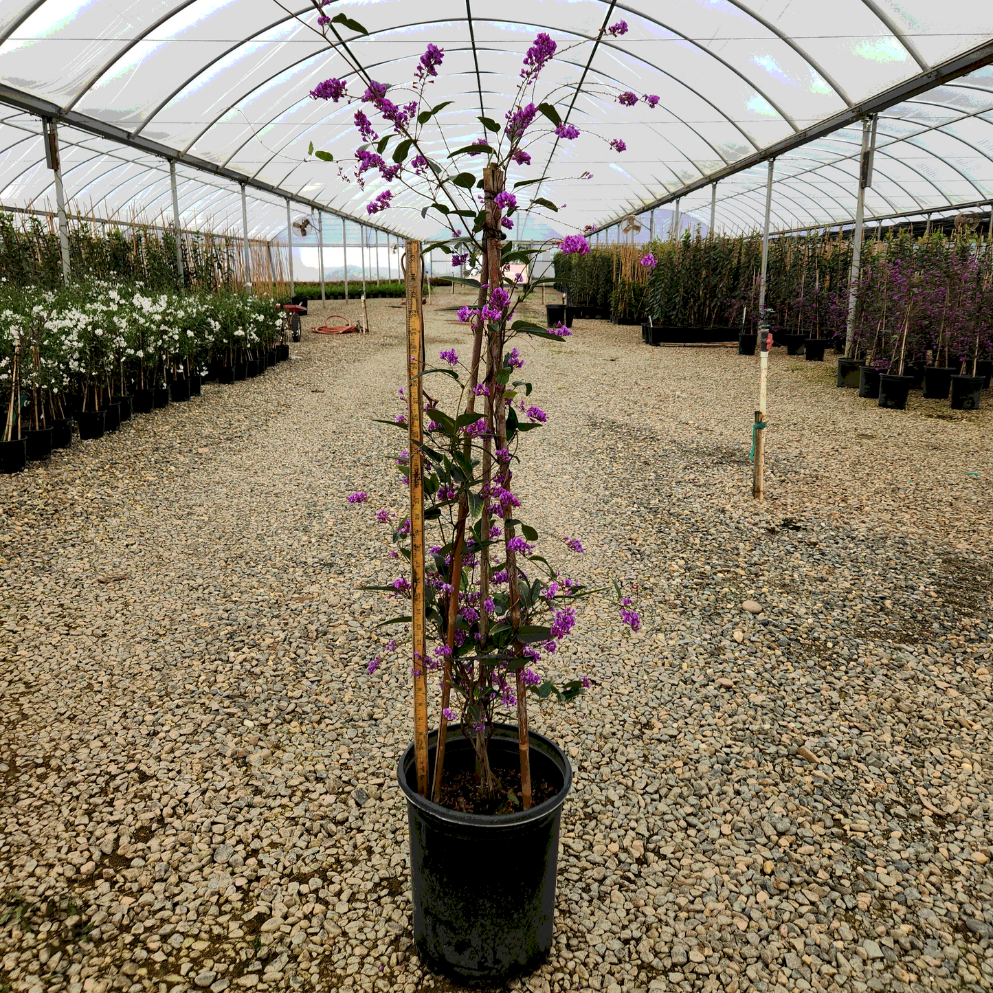 Lilac Vine 'Purple' Staked - 5 Gallon - #387