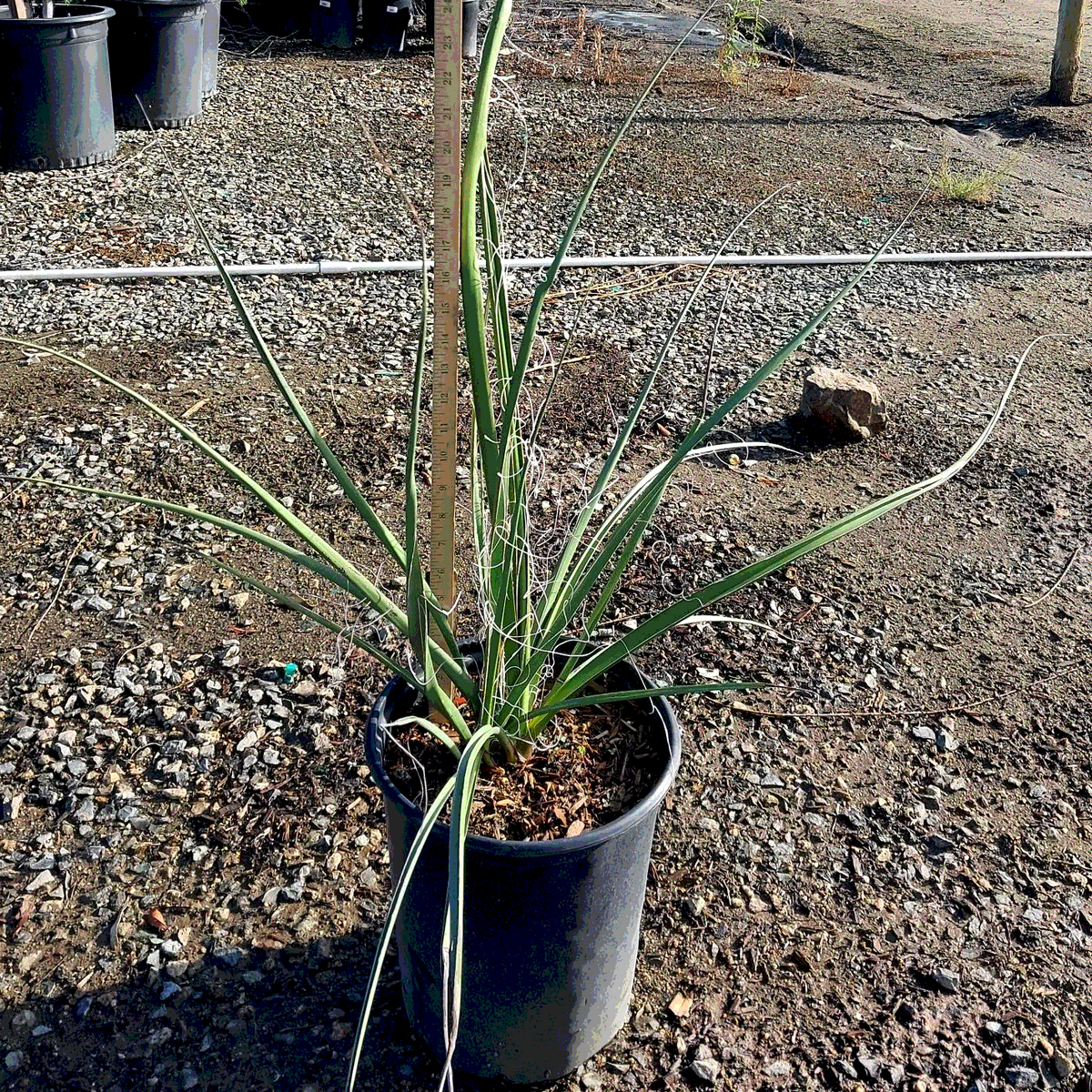 Giant Hesperaloe Yucca - 5 Gallon - #6980