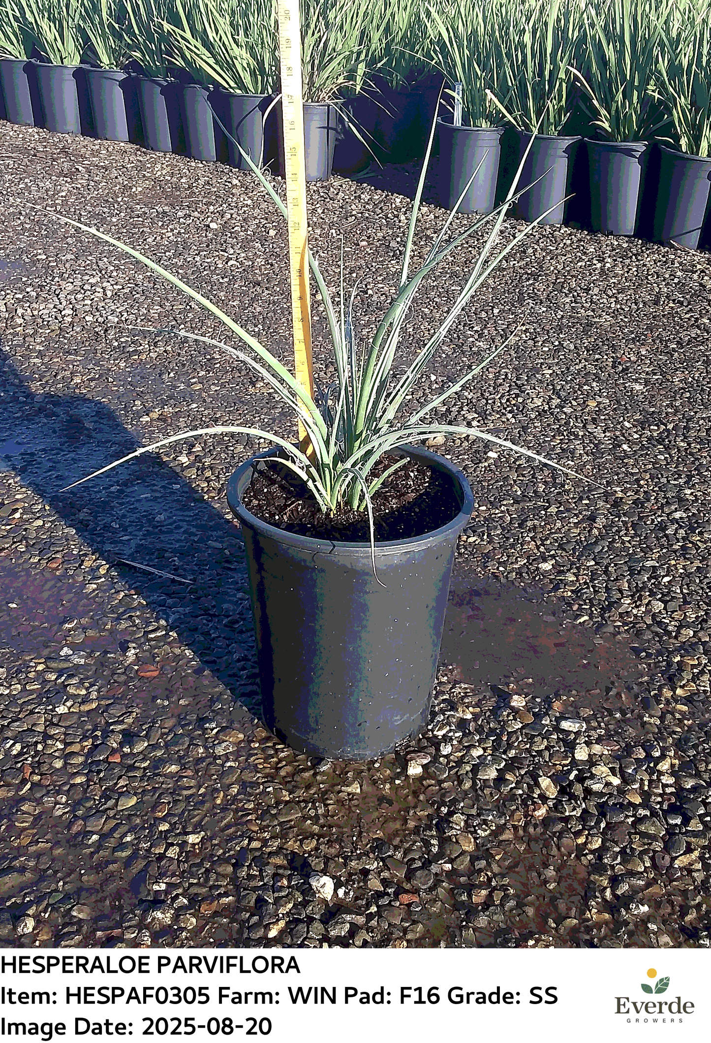 Yucca 'Red' - 5 Gallon - #563