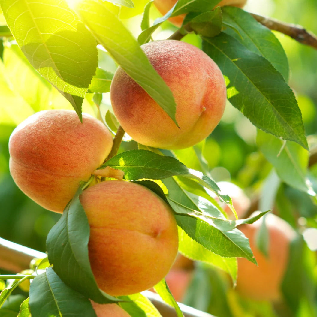 Halehaven Peach - Grow Bag - #13379