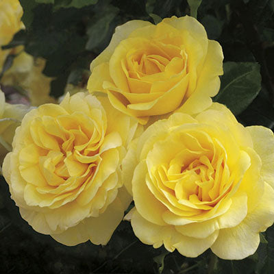 Rose Happy Go Lucky - Grandiflora - TNP - #27474
