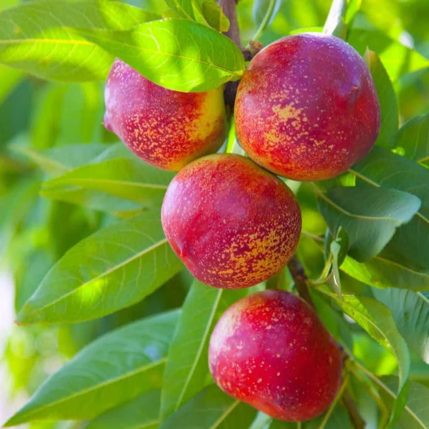 Nectarine 'Harko' - Grow Bag - #28633