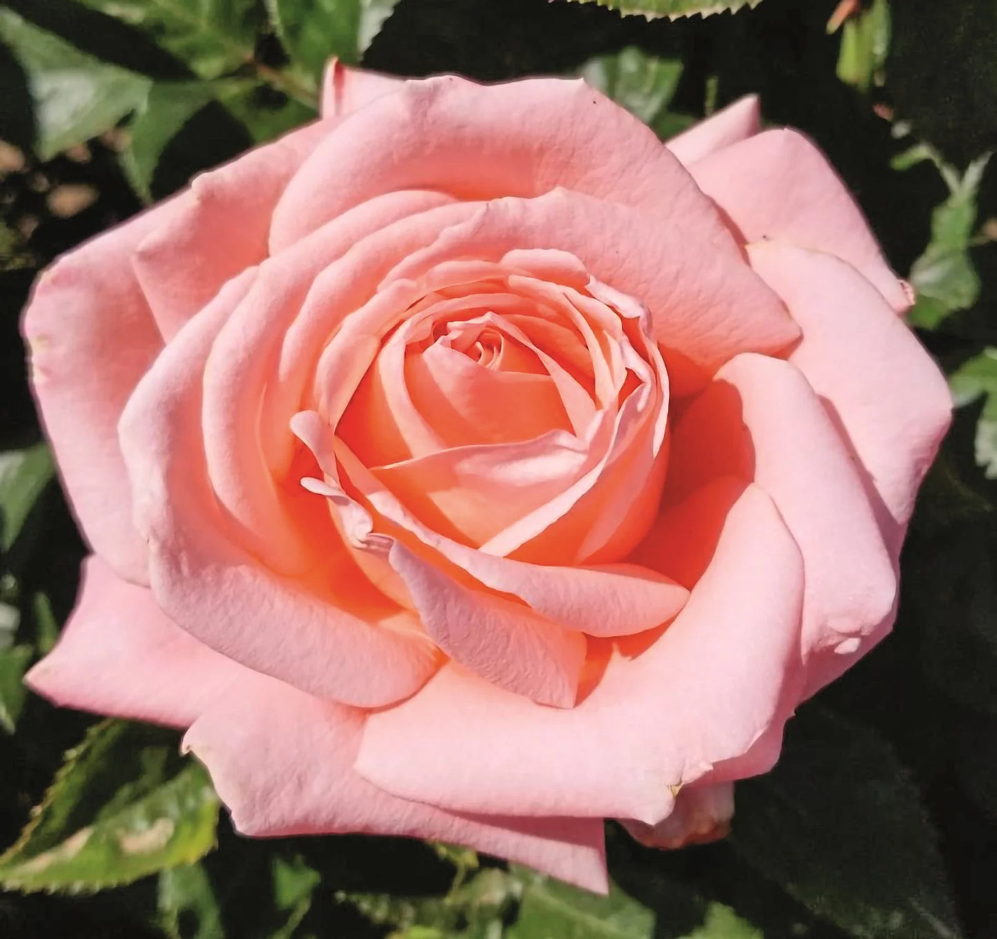 Rose Heavenly Scented - Hybrid Tea - TNP - #29769