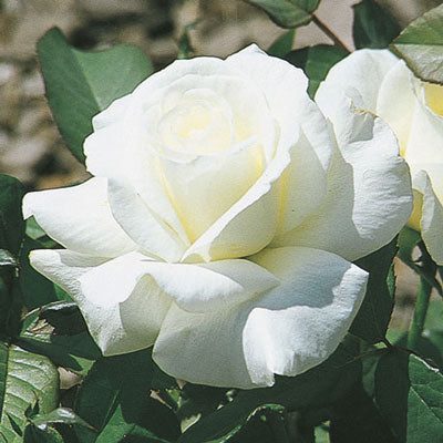 Rose Honor - Hybrid Tea - TNP - #29770