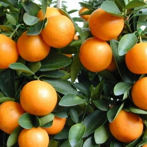 Kumquat 'Meiwa' - 15 Gallon - #8248
